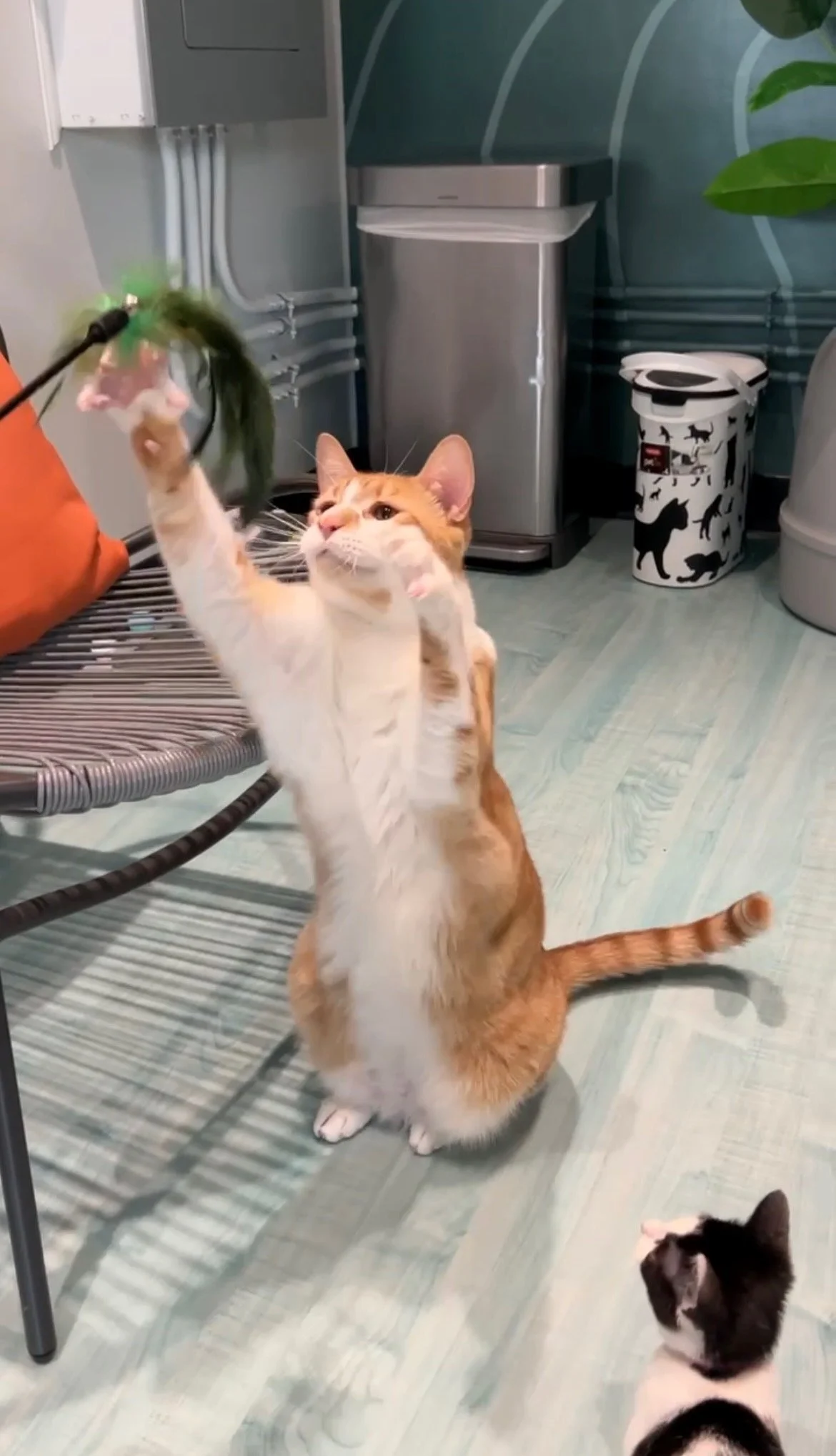 The Kitten Klubhouse